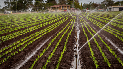 Irrigation of Crops in a Cultivated Field