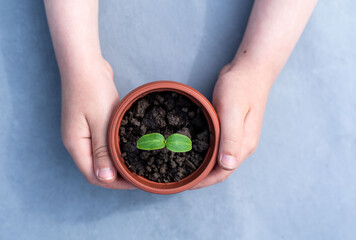 Kid's hands holding a young plant. Planting a young seedling. New life. Care and protection. Close-up.