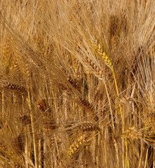background of golden ripe ears of wheat in the cultivated field ready for early summer harvest