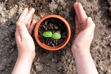 Kid's hands holding a young plant. Planting a young seedling. New life. Care and protection....