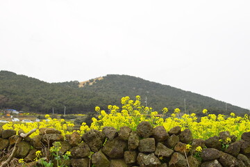 제주도 유채꽃