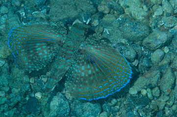 Pesce civetta, Dactylopterus volitans, con pinne pettorali  aperte, su fondo sassoso