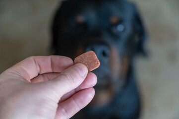 A man is holding a chewable flea and tick pill for pets. Veterinary drug for oral use without...