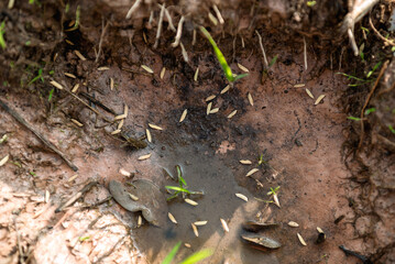 sowing seed.