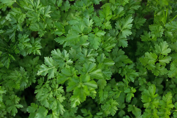 Naklejka na ściany i meble Fresh green parsley as background, top view
