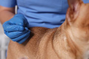 Veterinary holding acupuncture needle near dog in clinic, closeup. Animal treatment