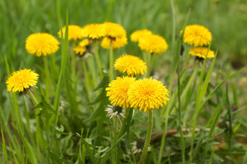 Beautiful yellow dandelion flowers growing outdoors, closeup