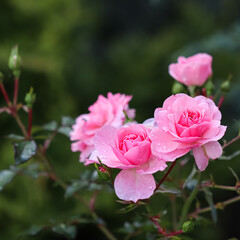 Beautiful pink roses with dew drops in the garden