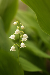 Beautiful lily of the valley flower on blurred background, closeup