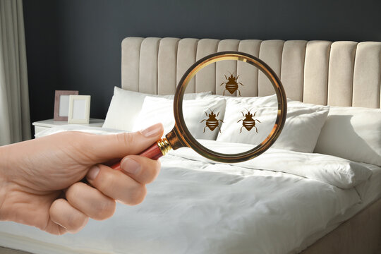 Bed Bugs On Mattress Images – Browse 3,484 Stock Photos, Vectors, and Video  | Adobe Stock