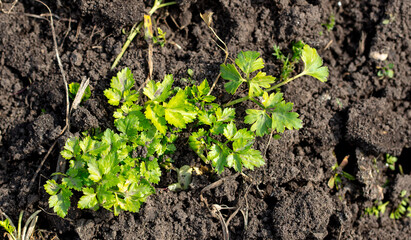 Green parsley leaves in the ground in early spring.