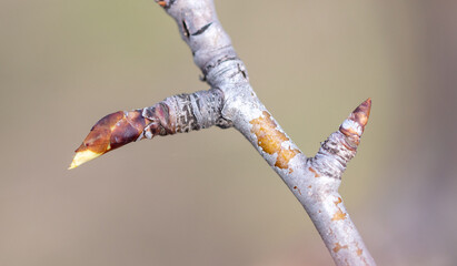 Closed flower bud on a pear branch in spring.