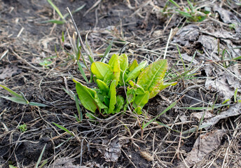 Green sorrel leaves in the ground in early spring.