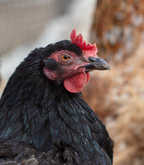 Portrait of a chicken in nature.