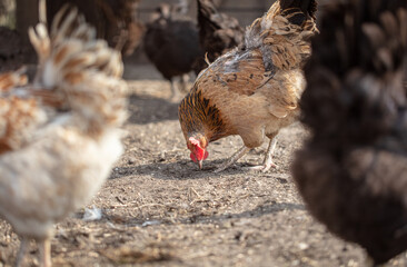 Portrait of a chicken in nature.