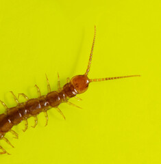 Centipede isolated on yellow background.
