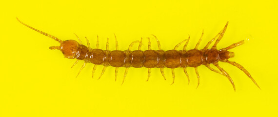 Centipede isolated on yellow background.