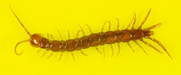 Centipede isolated on yellow background.