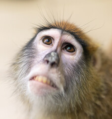 Monkey portrait in the zoo.