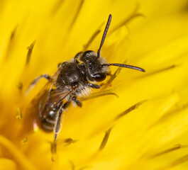 Bee on yellow dandelion flower in spring.