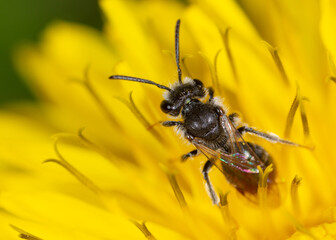 Bee on yellow dandelion flower in spring.