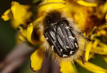 Beetles on yellow dandelion flower in spring.