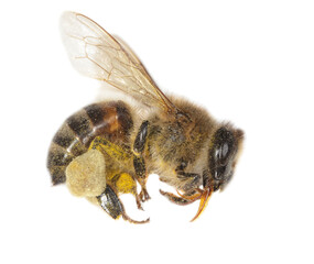 The bee is isolated on a white background.