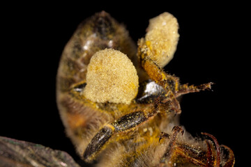 Pollen on the paws of a bee on a black background.