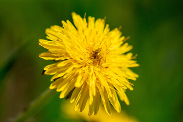 Yellow dandelion flower in nature.