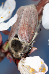 Beetle on a fruit tree flower.