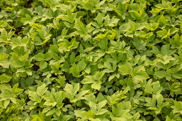 Fototapeta na wymiar Green leaves in nature as a background.