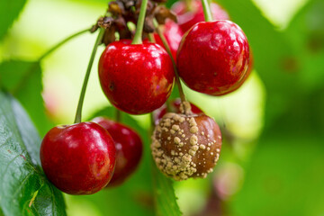 Rotten moldy cherry summer red