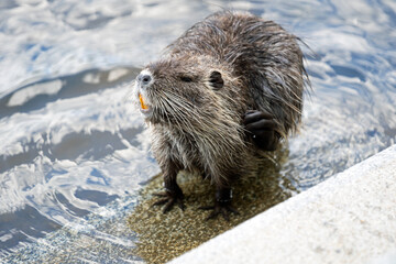 Obraz premium Nutria baring its teeth on an island on the River Vivata, Prague, Czech republic.