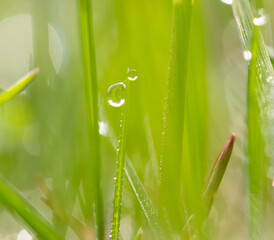 Fototapeta na wymiar Dew drops on green grass in the morning.
