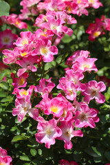 Naklejka premium Beautiful marble coloring elegant rose flower bunch,