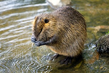 Portrait of a Nutria stratching itself, on an island in the Vivtava River, Prague.