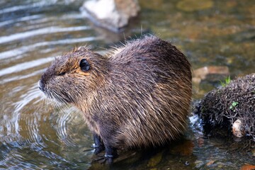 Nutria resting on an island in the River Vitava, Prague, Czech Republic. 