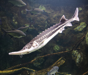 Sturgeon fish swims in the water