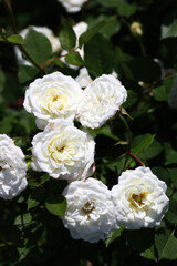 Fototapeta na wymiar Noble white rose flower head of 