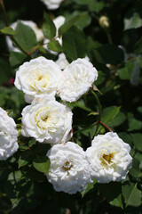 Fototapeta na wymiar Classical looking white rose flower head of 