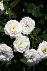 Obraz na płótnie Canvas Noble white rose flower head of 