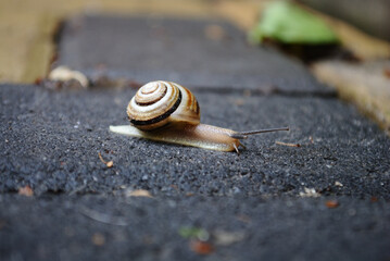 The snail slowly crawls along the road in the early summer morning. Close-up, macro.