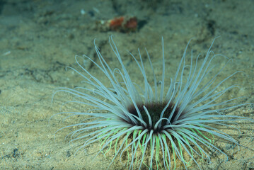 Cerianto, Cerianthus membranaceus, su fondo detritico