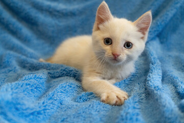 Fototapeta na wymiar cute beautiful white kitten with blue eyes. white kitten in a blue blanket