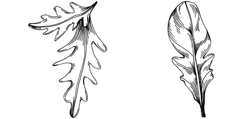 Arugula vector isolated plant with leaves. Herbal engraved style illustration. Detailed organic product sketch.The best for design logo, menu, label, icon, stamp.