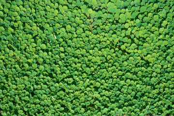 Top view of a water lily cultivation