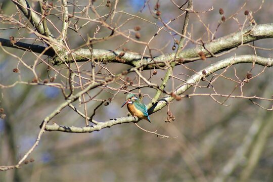 こちを見るカワセミ