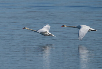 Mute swan (Cygnus olor) Knölsvan