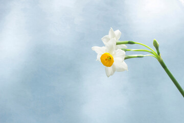 白い花 水仙と水色の背景