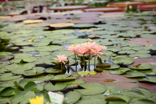 White, pink lilies and yellow water flowers on the river surface. Lotus flowers. Summer day on the pond.water lily lotus flower and leaves